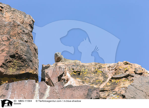 Klippschliefer / dassie / MBS-11584