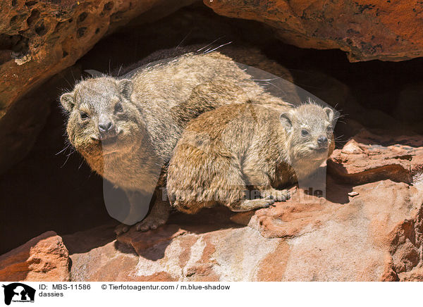 Klippschliefer / dassies / MBS-11586