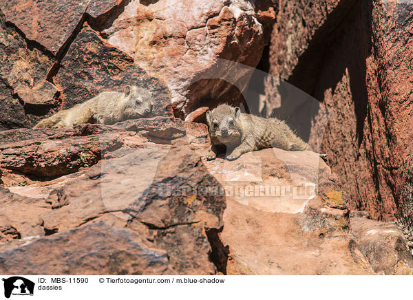 Klippschliefer / dassies / MBS-11590