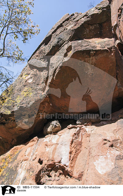 dassie / MBS-11594