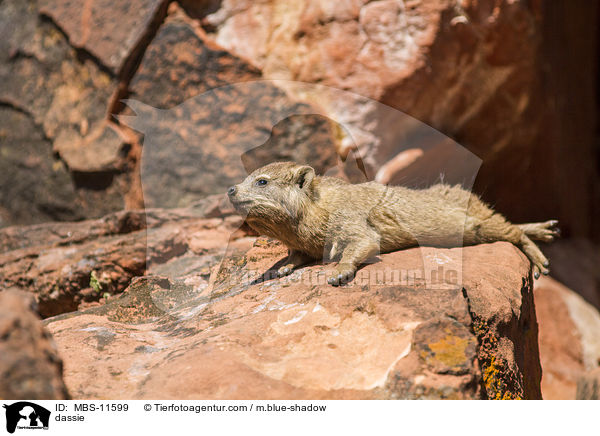 Klippschliefer / dassie / MBS-11599