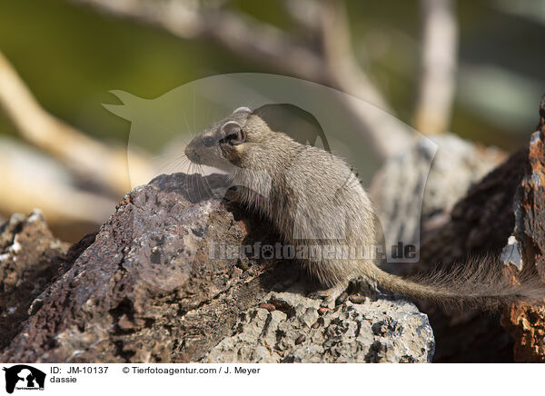 Klippschliefer / dassie / JM-10137