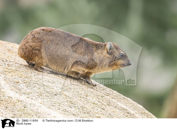 Klippschliefer / Rock hyrax / DMS-11954