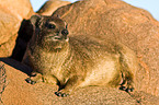dassie