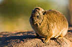 dassie