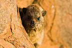 dassie
