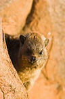 dassie