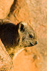 dassie