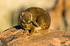 dassie