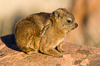 dassie