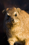 dassie