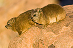 dassies
