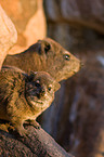 dassies