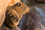 dassies