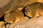 dassies