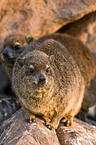 dassies