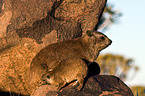 dassies