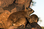 dassies