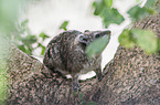 dassie
