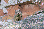 dassie