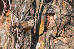 dassie