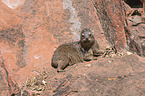 dassie