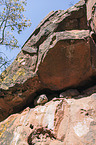 dassie