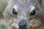 dassie