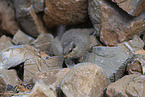 dassie