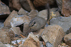 dassie