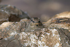 dassie