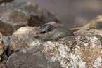 dassie