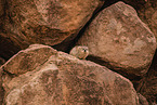 dassie