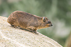 Rock hyrax