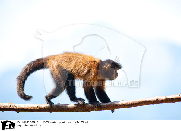 Kapuzineraffe / capuchin monkey / MAZ-05512