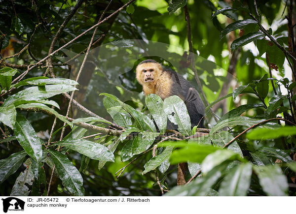 Kapuzineraffe / capuchin monkey / JR-05472
