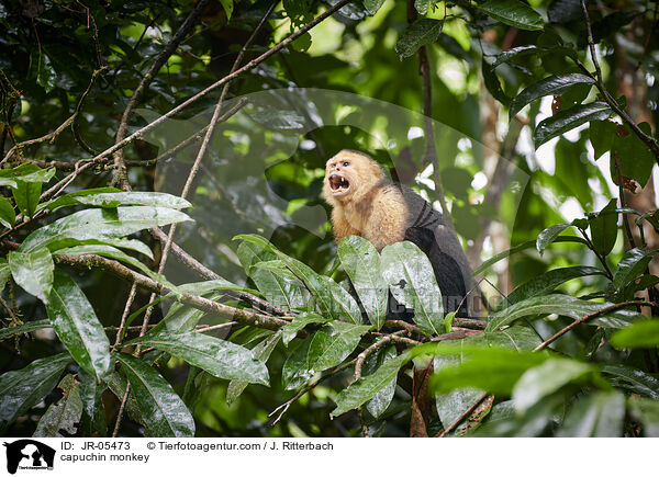 Kapuzineraffe / capuchin monkey / JR-05473