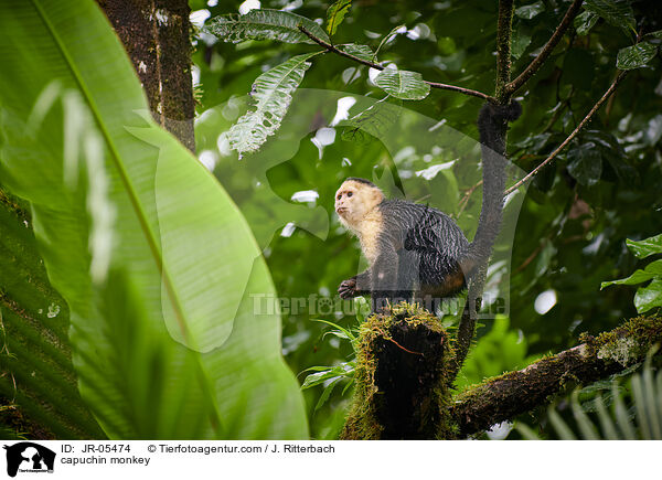 Kapuzineraffe / capuchin monkey / JR-05474