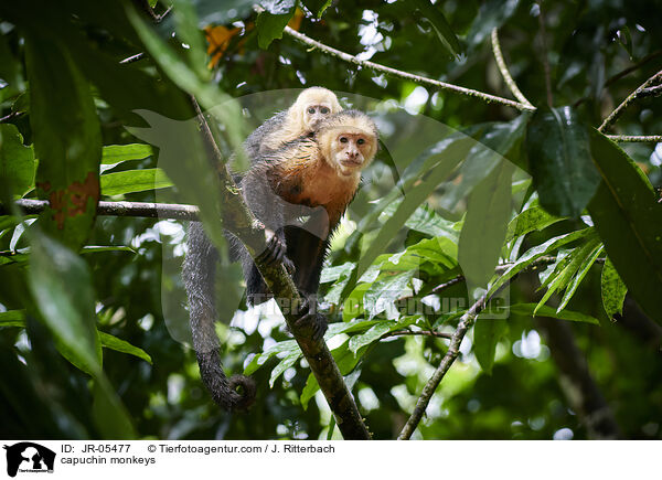 Kapuzineraffen / capuchin monkeys / JR-05477