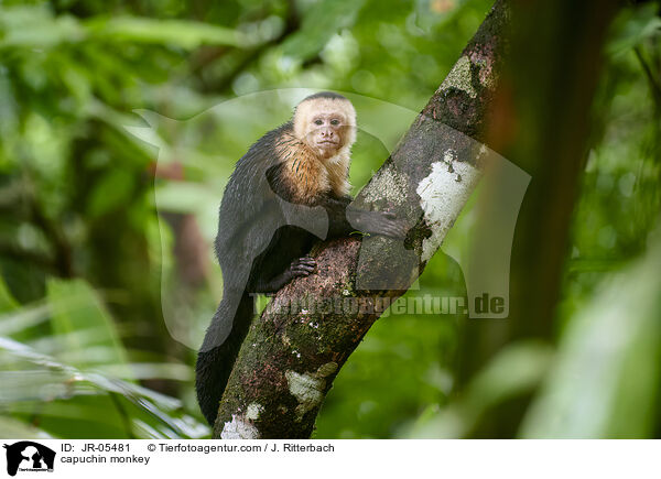 Kapuzineraffe / capuchin monkey / JR-05481