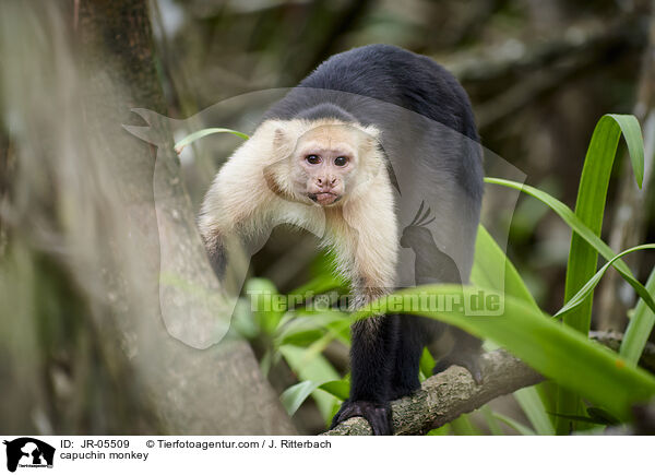Kapuzineraffe / capuchin monkey / JR-05509