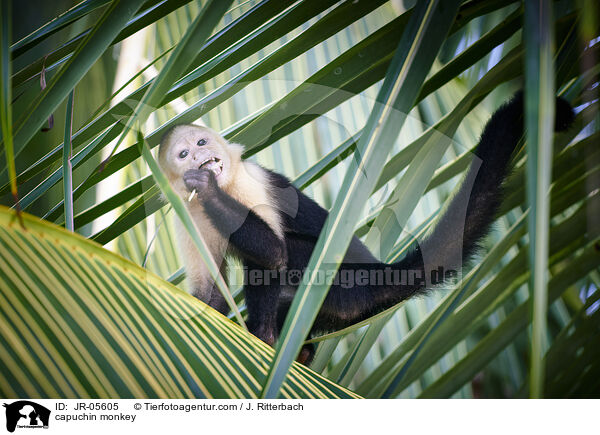 capuchin monkey / JR-05605