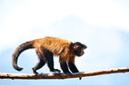 capuchin monkey