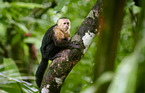 capuchin monkey