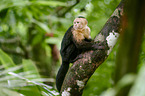 capuchin monkey