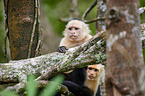 capuchin monkeys