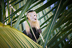 capuchin monkey
