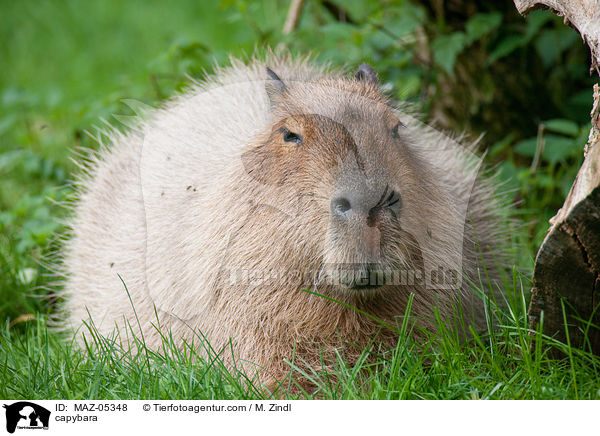 capybara / MAZ-05348