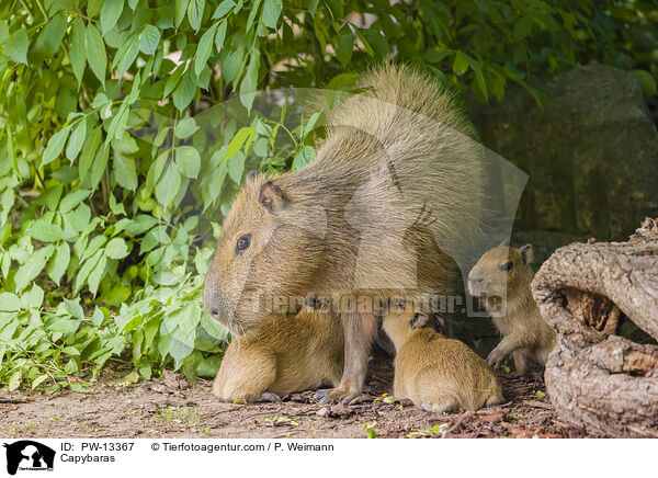 Wasserschweine / Capybaras / PW-13367