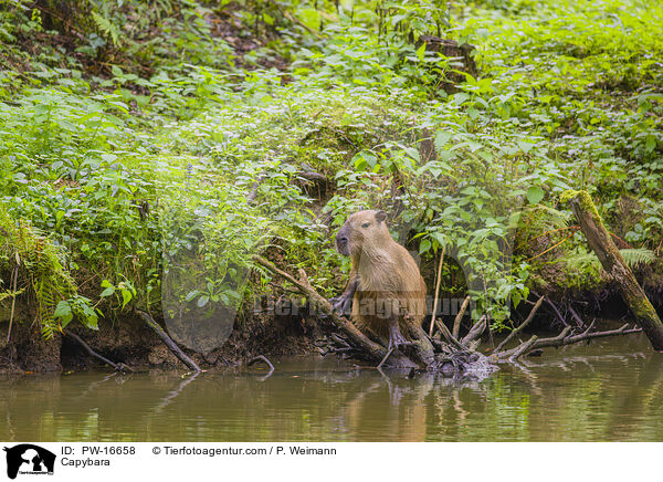 Wasserschwein / Capybara / PW-16658